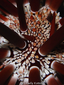 Red pencil sea urchin ( echinometra mathaei ) by Charly Kotnik 